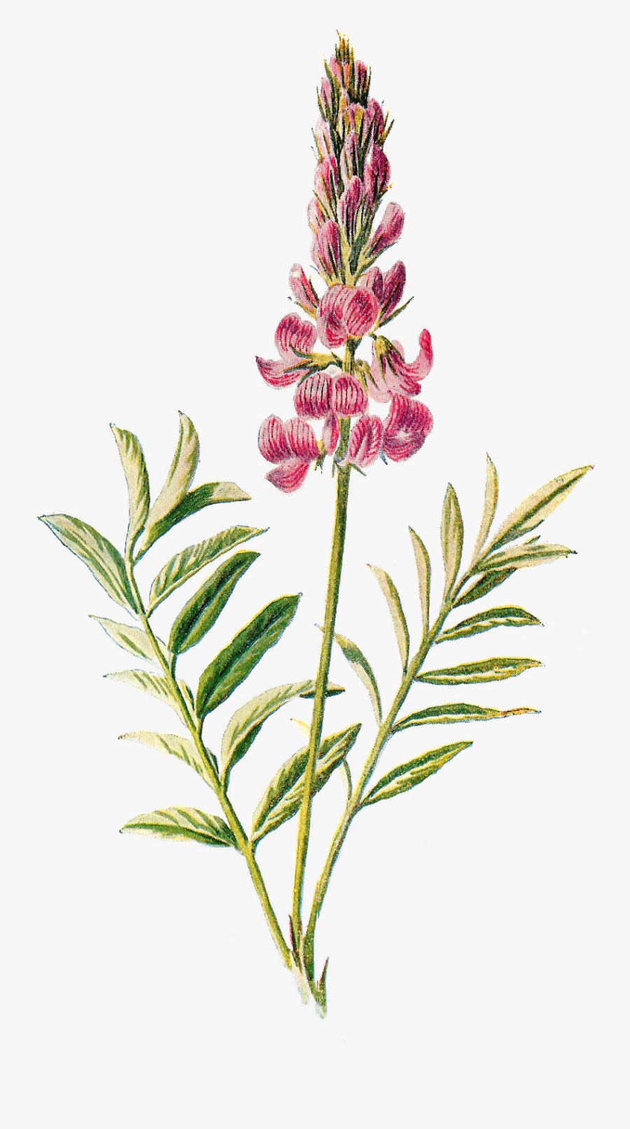 Wildflower Image Flower Illustration - Vintage Wildflower Botanical Png, Transparent Clipart