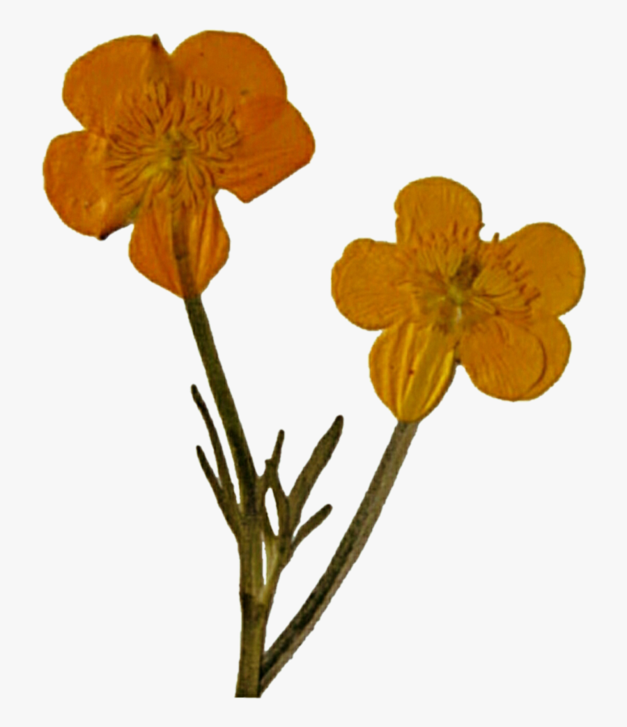 Clip Art Flower Graphic Freeuse Techflourish - Dried Pressed Flowers Transparent, Transparent Clipart