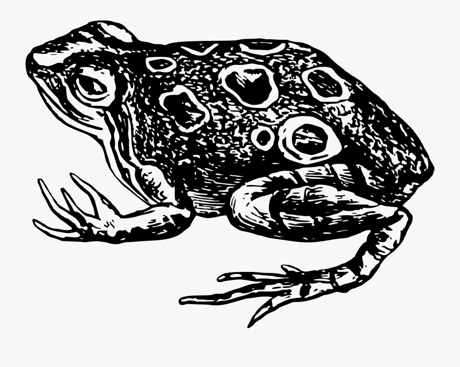 Фото рисунка лягушки. Трафарет лягушки для 3д ручки. Tattoo toad Black and White.