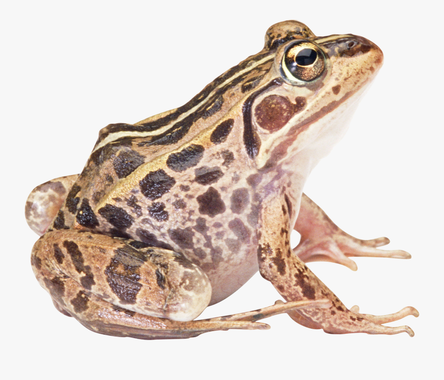 Amphibian Png Hd - Frog Images Png, Transparent Clipart