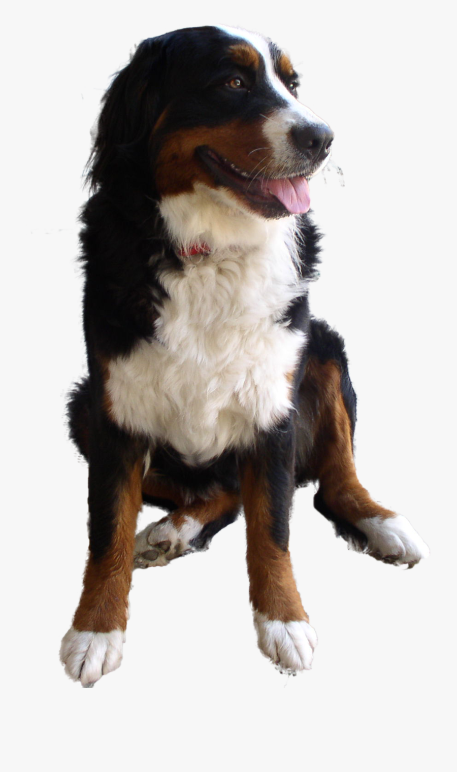 Dog High Definition Png, Transparent Clipart