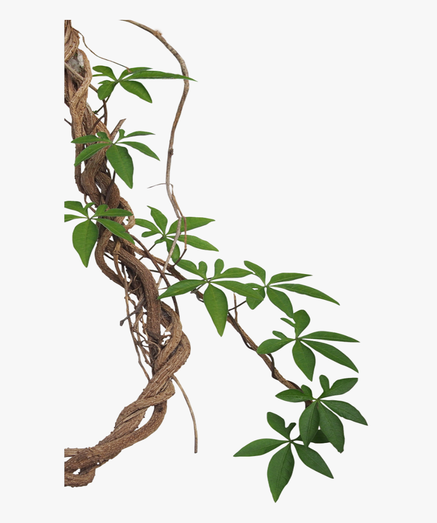 #mq #lian #vines #leaf #border #borders - Transparent Background Vine Png, Transparent Clipart