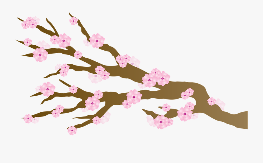 Transparent Sakura Clipart - Cherry Blossom, Transparent Clipart