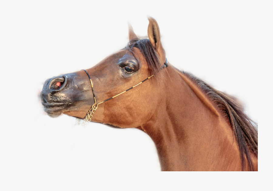 Race Horse Png -horse Sticker - Sorrel, Transparent Clipart