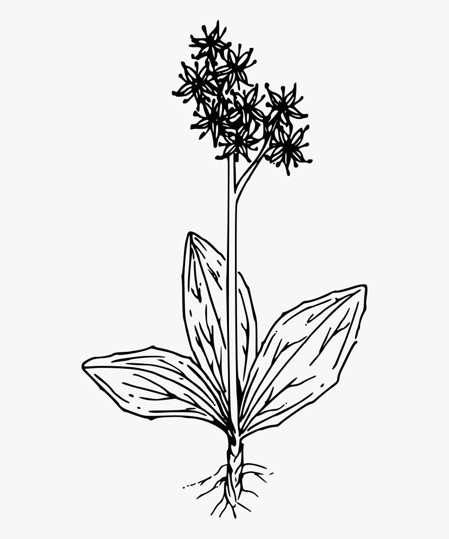 Swamp Saxifrage - Swamp Flower Clipart Png, Transparent Clipart