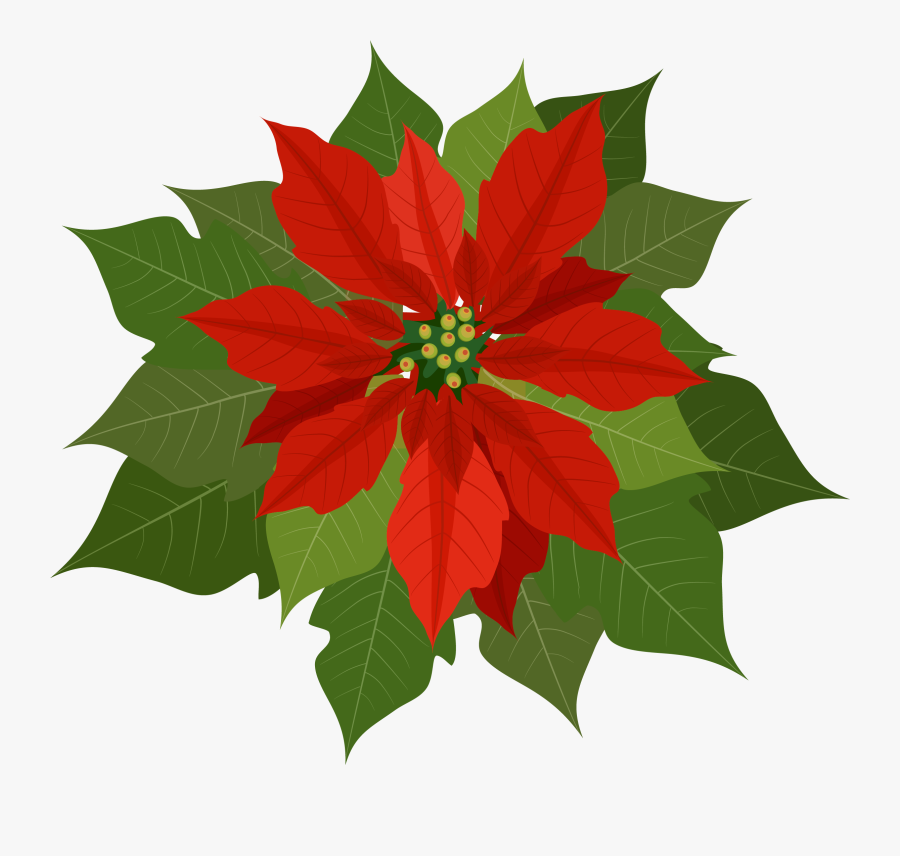 Transparent Poinsettias Png - Clip Art Poinsettia , Free Transparent ...