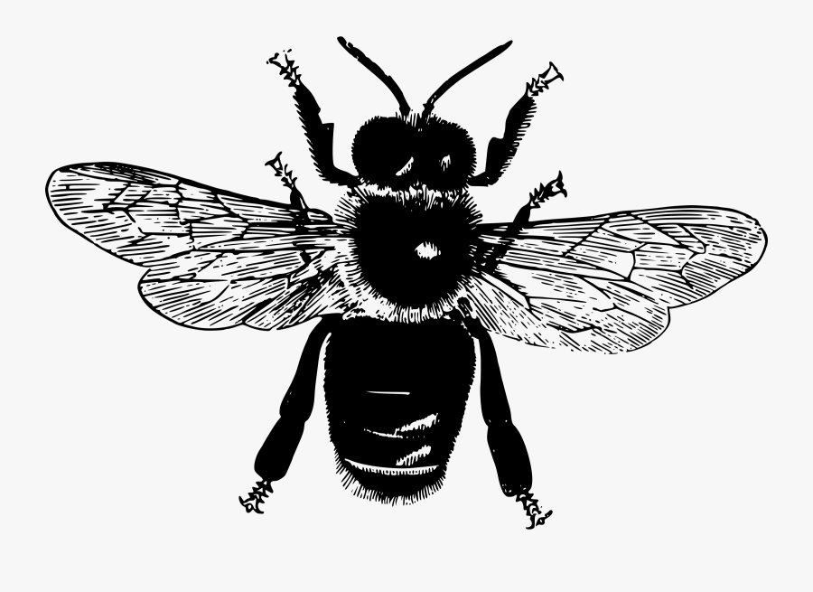 Flying Bee Big Image - Parts Of An Insect, Transparent Clipart