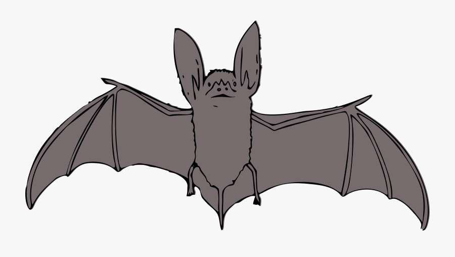 Bat With Open Wings Clipart , Png Download - Ozark Big Eared Bat Drawings, Transparent Clipart