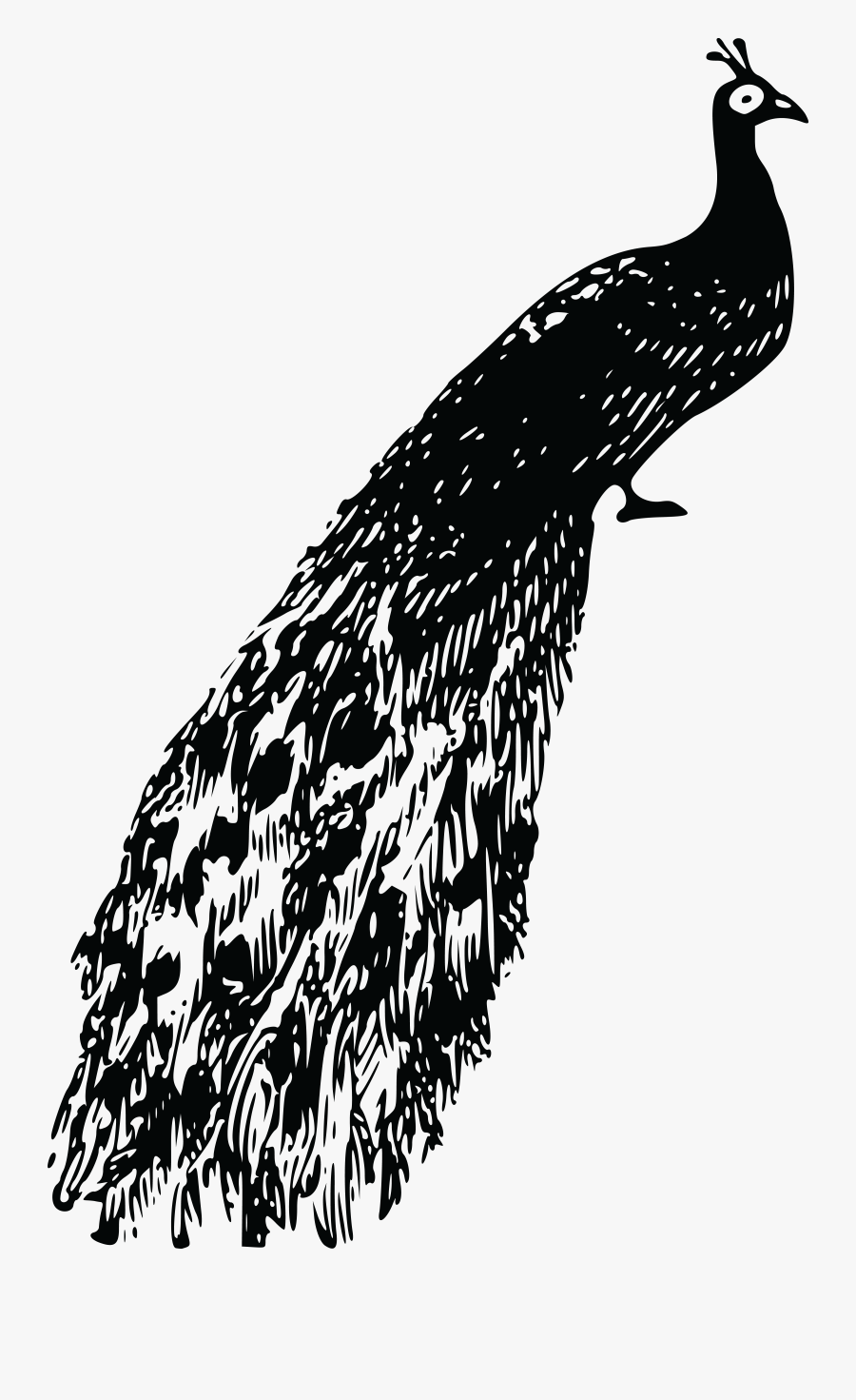 Free Clipart Of A Peacock - Peacock Clipart Black And White Png, Transparent Clipart
