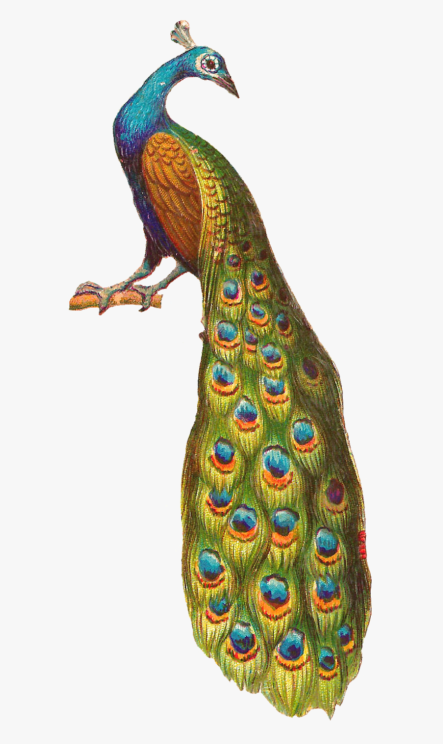 Peacock Png Sitting On Tree - Vintage Peacock Png, Transparent Clipart