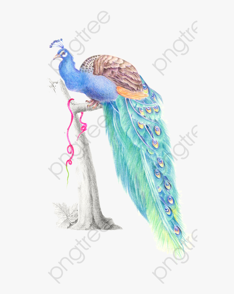 Peacock - طريقة رسم طاووس بالرصاص, Transparent Clipart