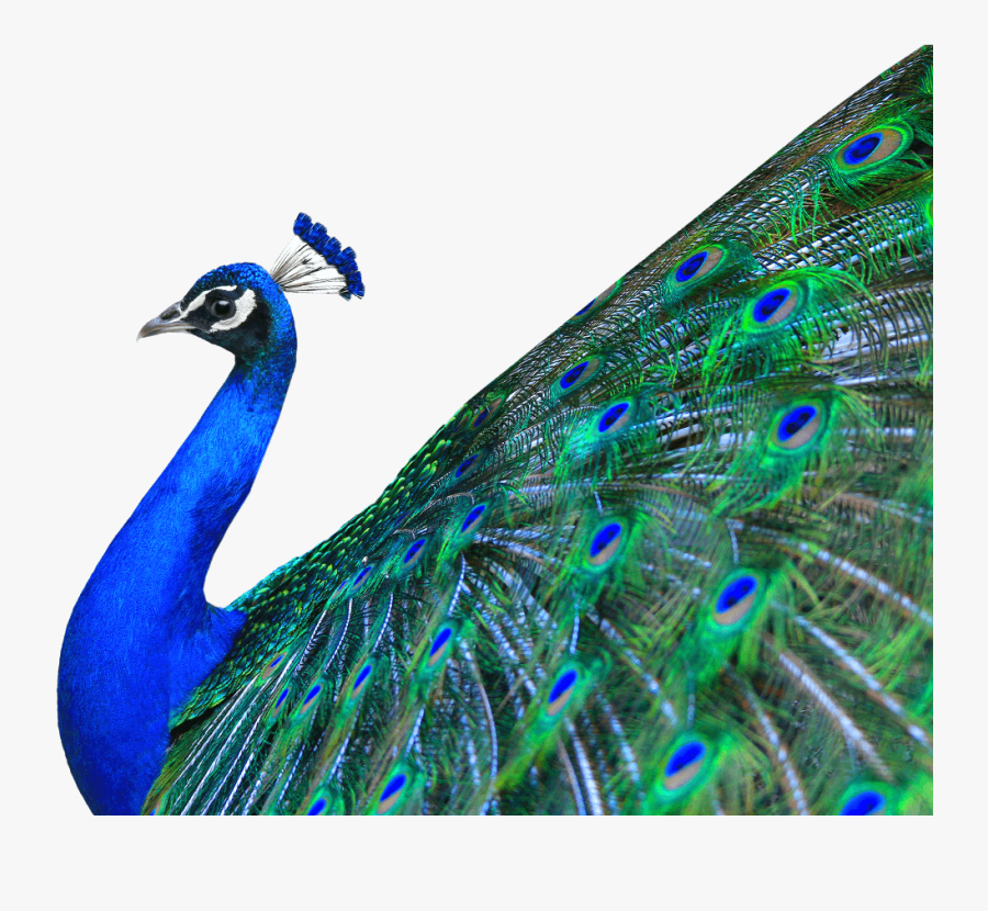 Peacock Images Hd Png - Peacock Image On White Background , Free