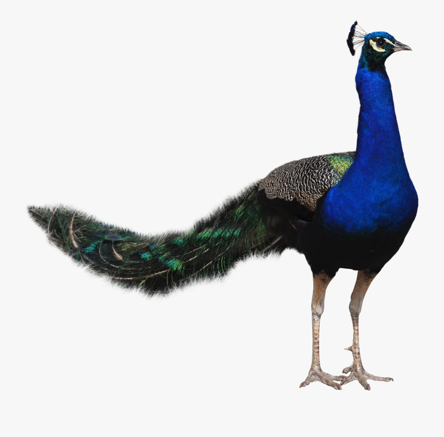Peacock Images Hd Png - Peafowl, Transparent Clipart