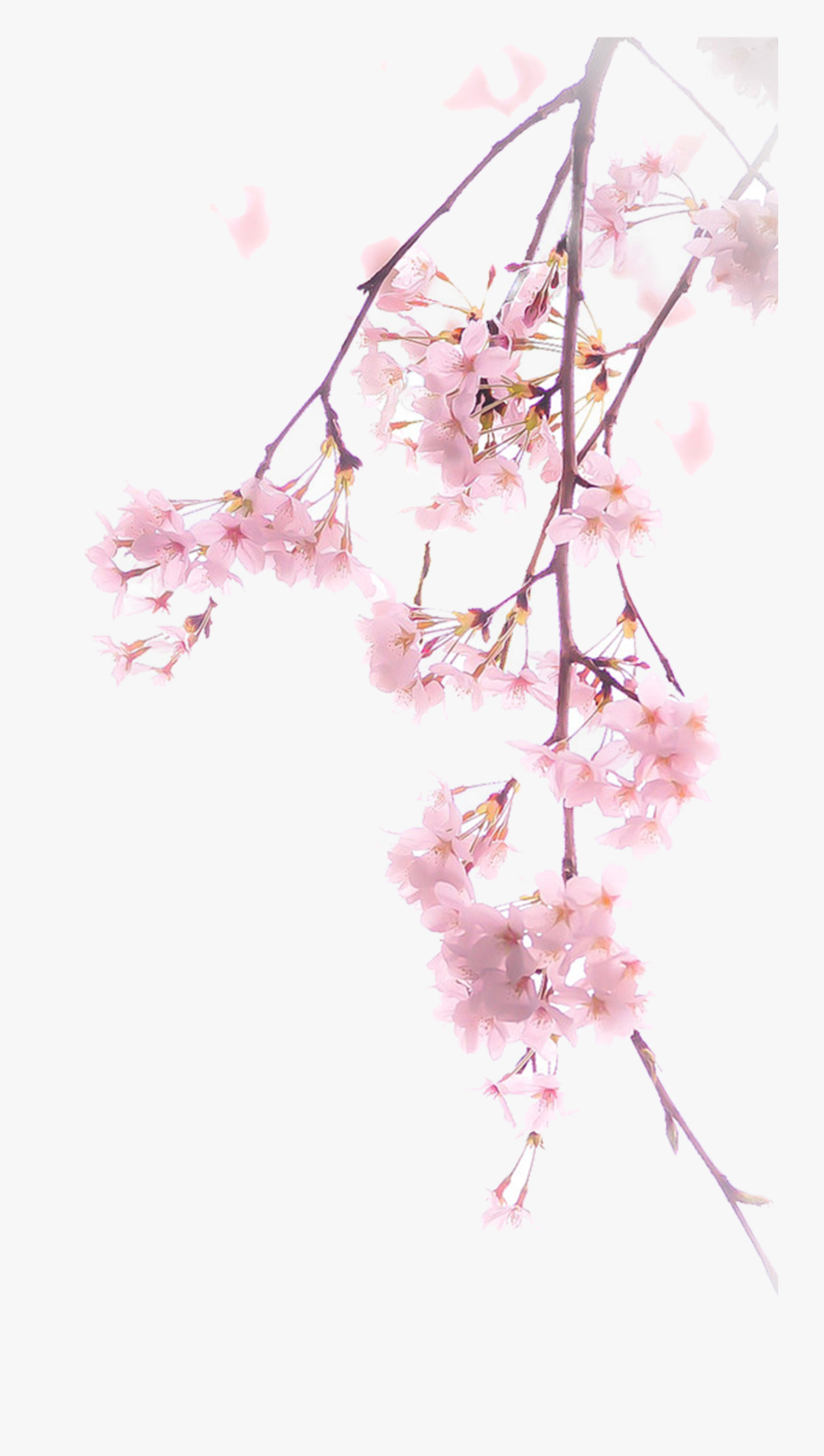 Blossom Cherry Illustration Free Download Png Hq Clipart - Cherry Blossom Tree Png, Transparent Clipart