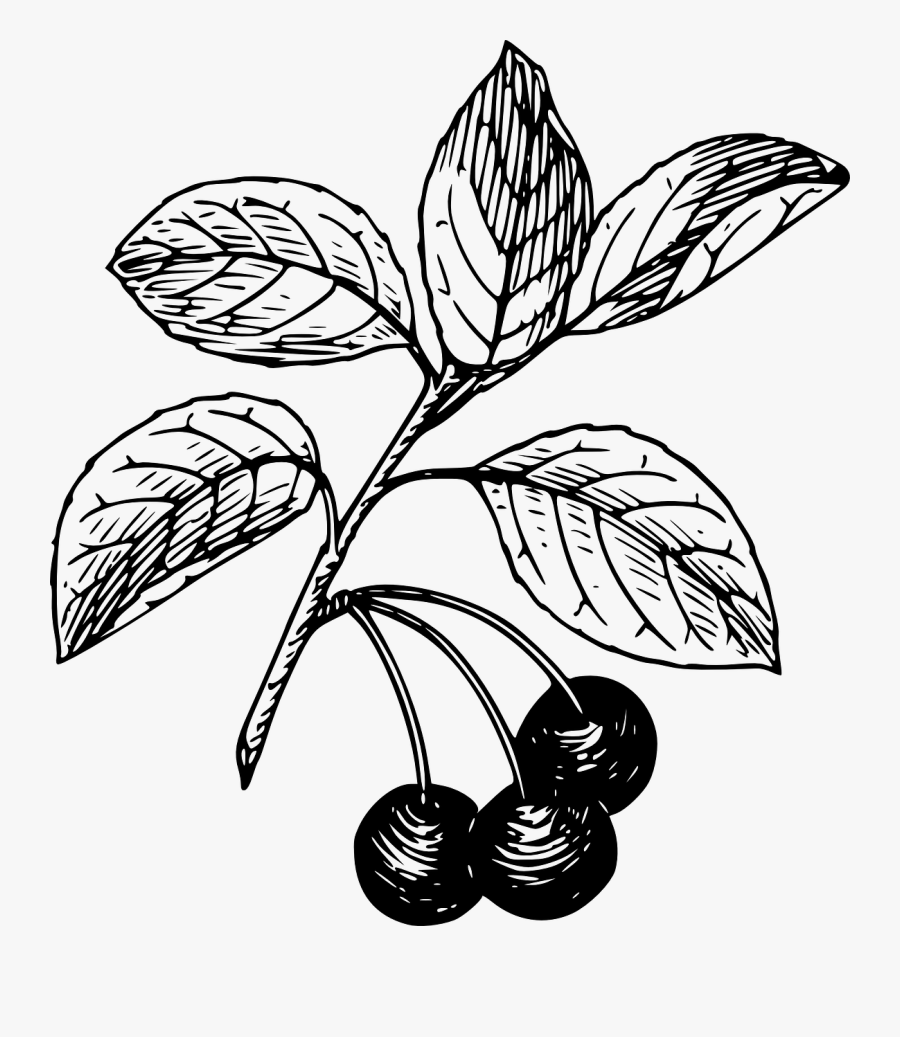 Cherry - Cherry Clip Art, Transparent Clipart