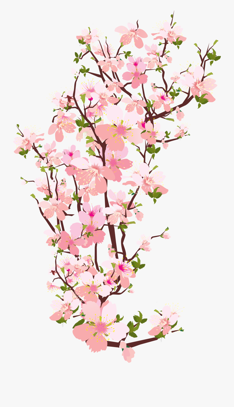 Blossom Photo Transparentpng - Transparent Cherry Blossoms Clipart, Transparent Clipart