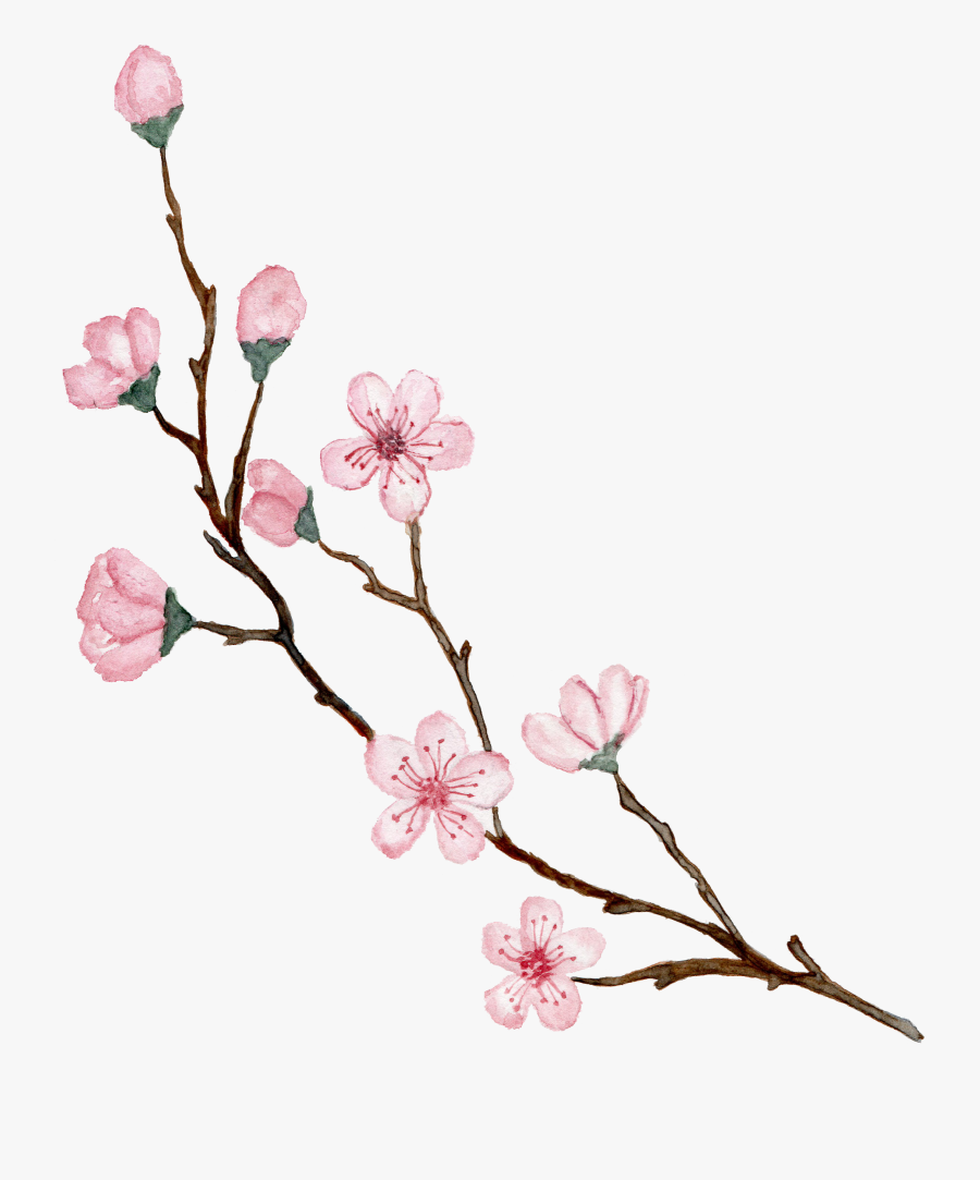 Watercolor Cherry Blossom, Cherry Tree, Sakura, Hand - Watercolor Cherry Blossom Png, Transparent Clipart