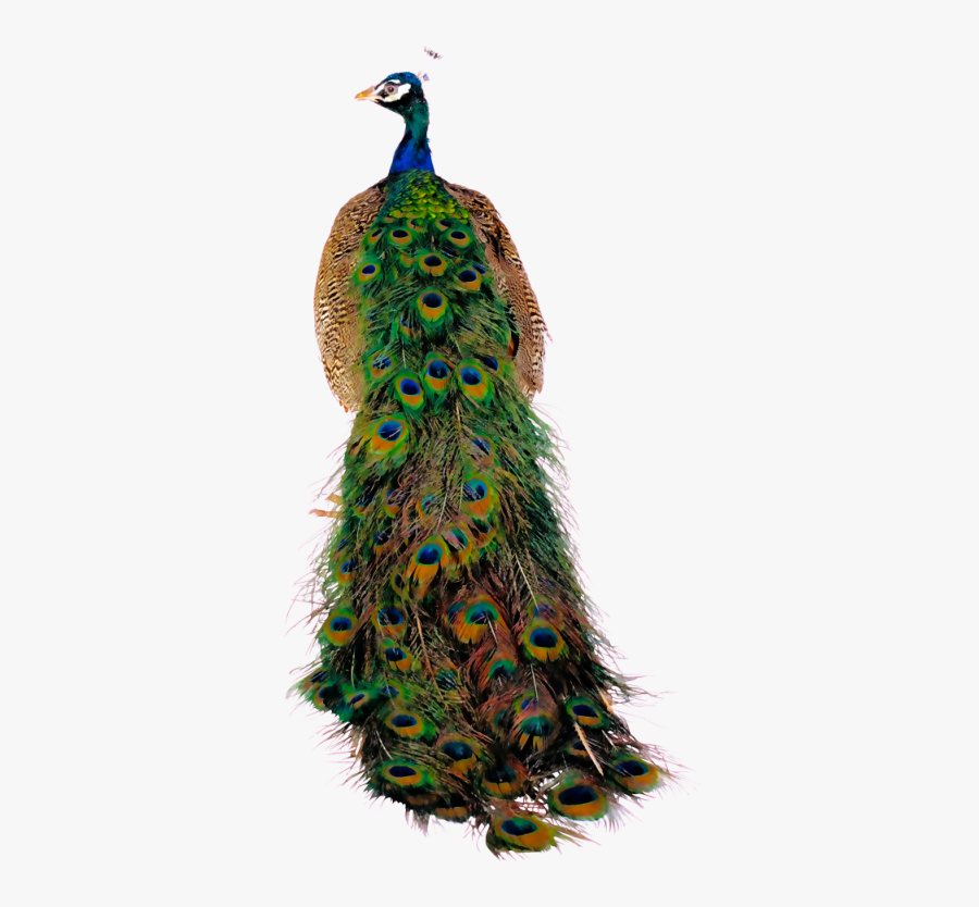 Peafowl, Transparent Clipart