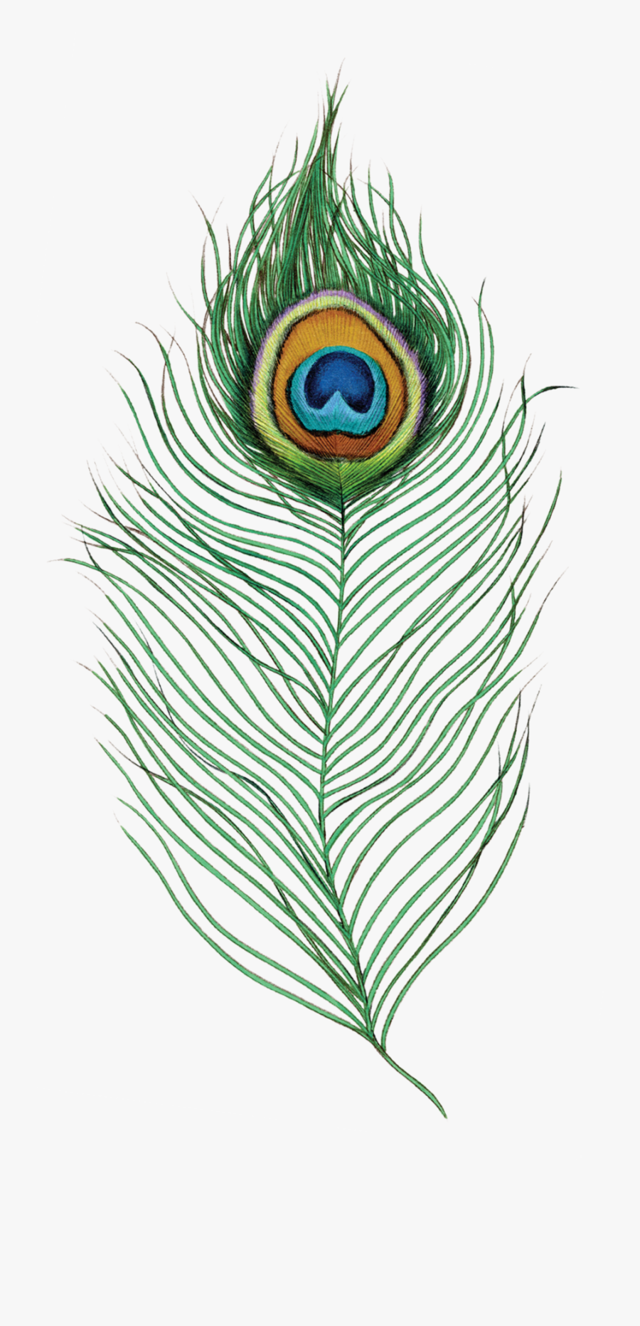 Peacock Feather - Peacock Feather Png Transparent, Transparent Clipart