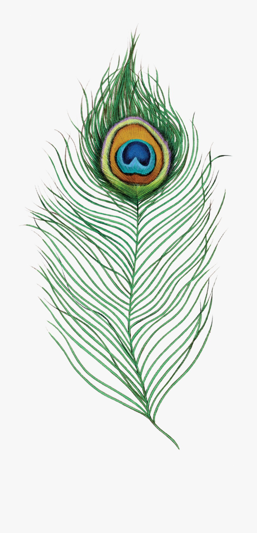 peacock feather peacock feather png transparent free transparent clipart clipartkey peacock feather png transparent free