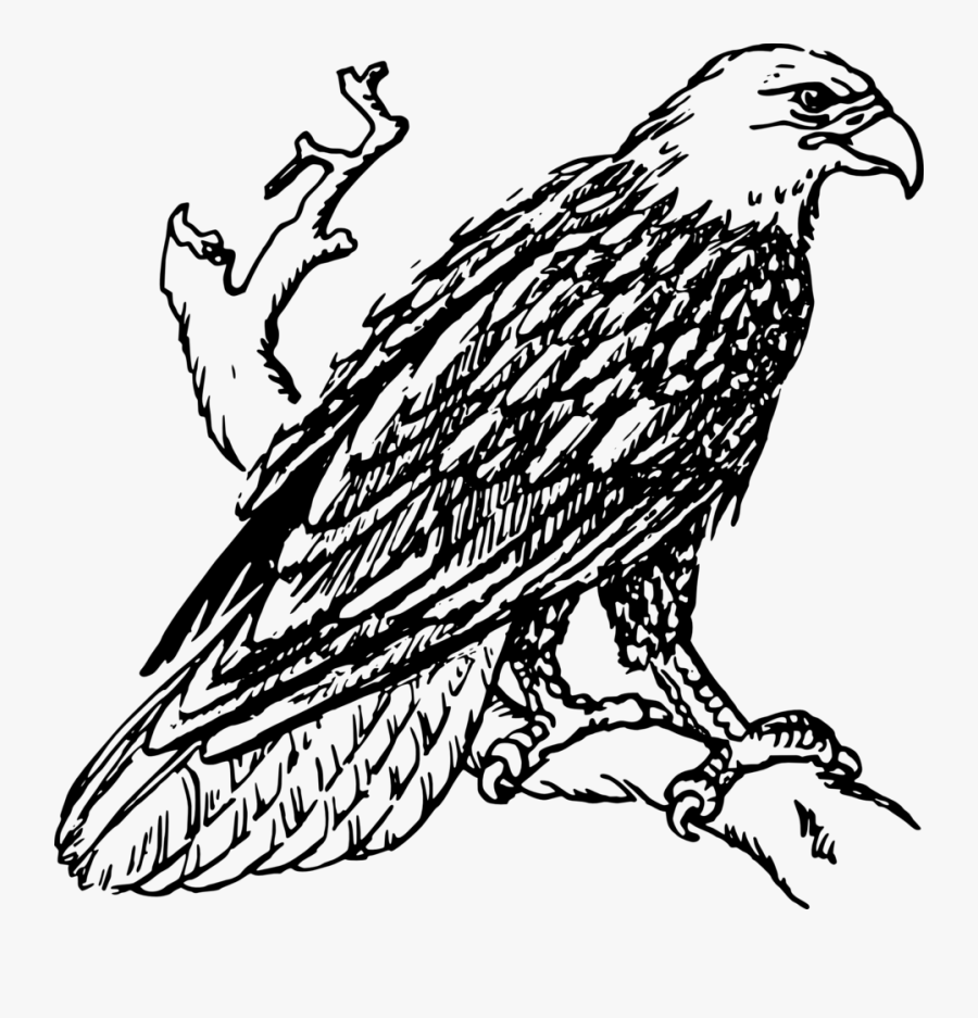 Eagle Clip Art - Golden Eagle Black And White, Transparent Clipart