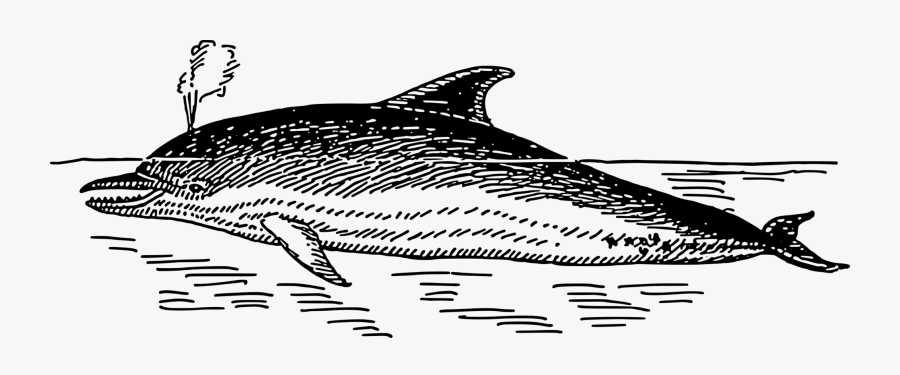 Dolphin - Drawing Png Dolphin , Free Transparent Clipart - ClipartKey