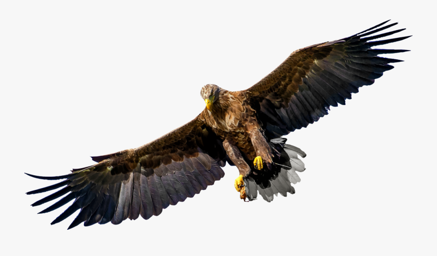 Eagle,wildlife,bald Eagle - Bird Of Prey Png, Transparent Clipart