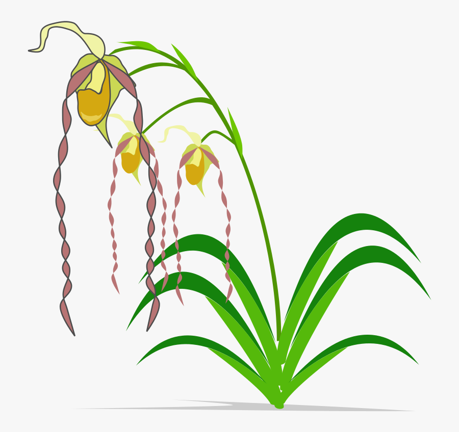Free To Use & Public Domain Orchid Flower Clip Art - Clip Art, Transparent Clipart