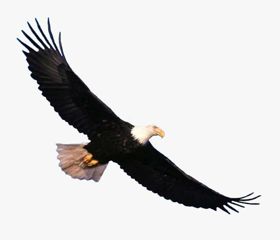 Transparent Bald Eagle Clipart - Bald Eagle Flying Png, Transparent Clipart