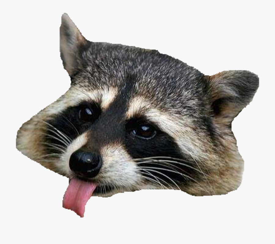 Raccoon Png Clipart - Raccoon Transparent, Transparent Clipart