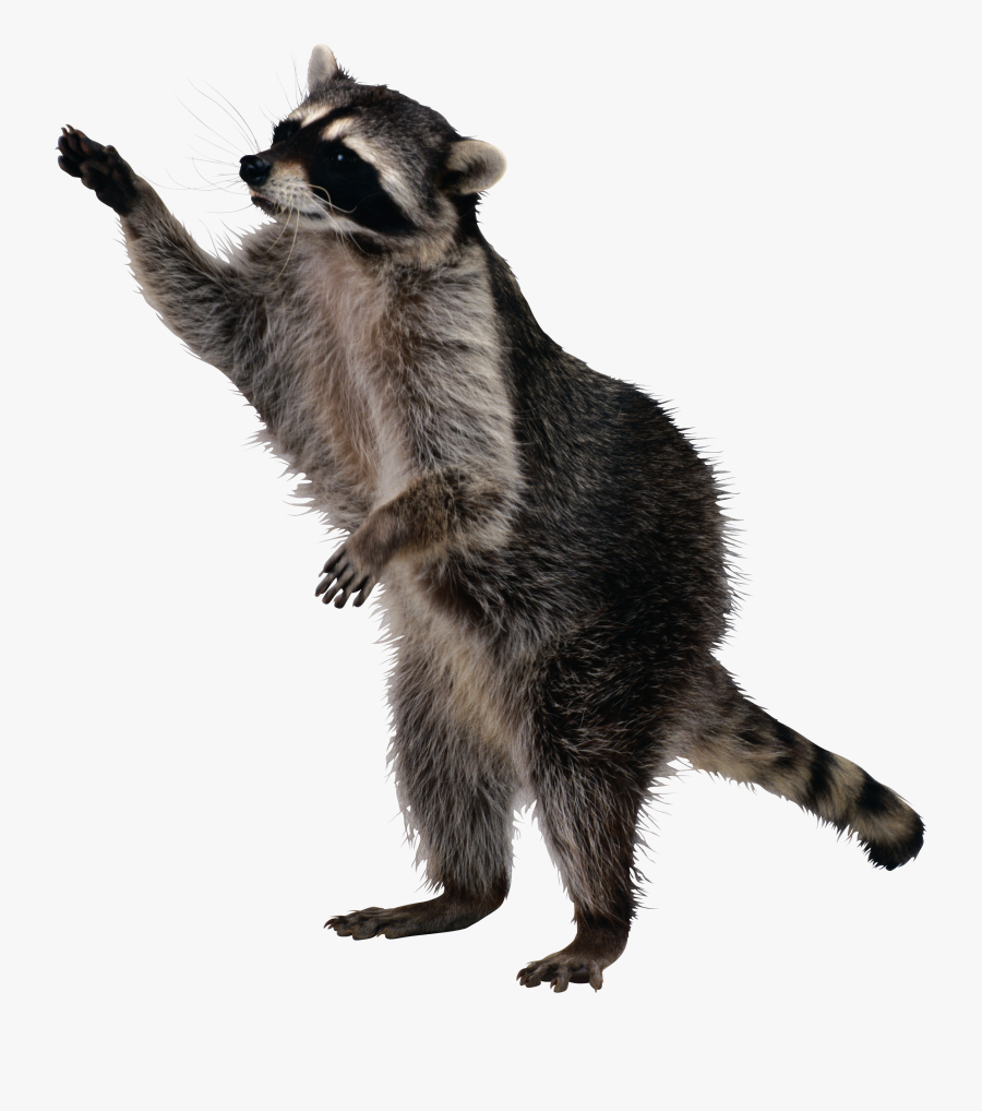 Raccoon Transparent Background, Transparent Clipart