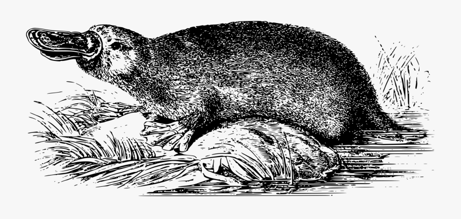 Art,monochrome Photography,carnivoran - Platypus Drawing, Transparent Clipart