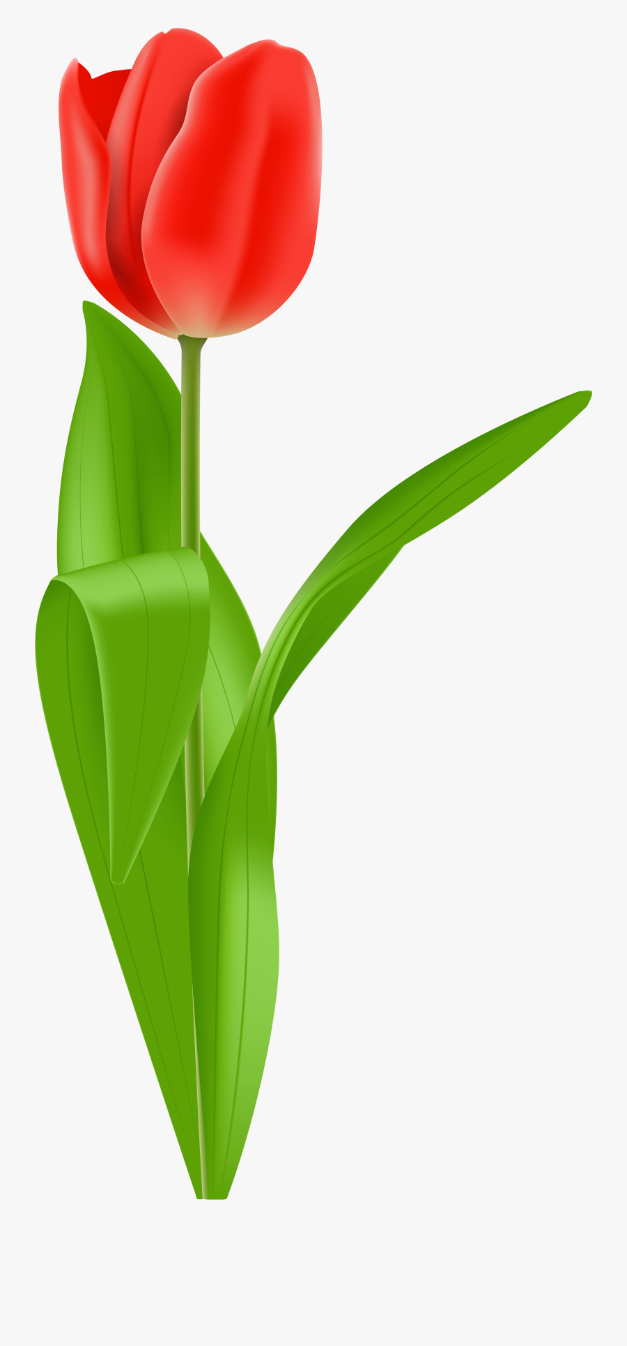 Red Tulip Png, Transparent Clipart