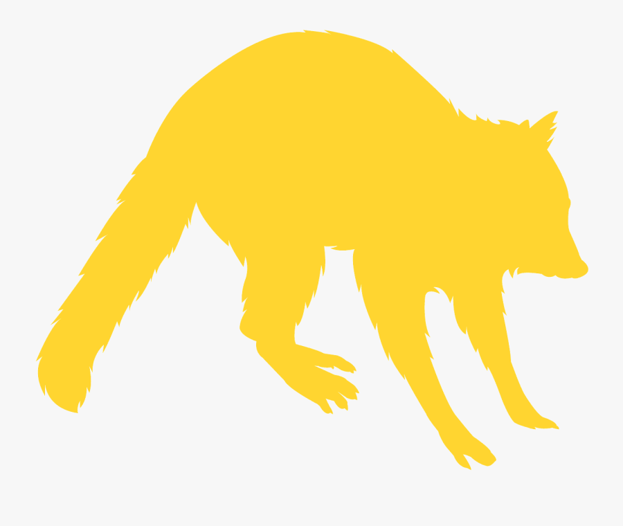 Raccoon, Transparent Clipart