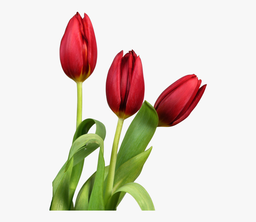 Grab And Download Tulip Icon Clipart - Flower Hd White Background, Transparent Clipart