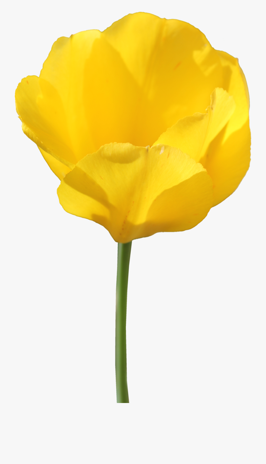 Tulip Transparent Png - Yellow Tulips No Background, Transparent Clipart