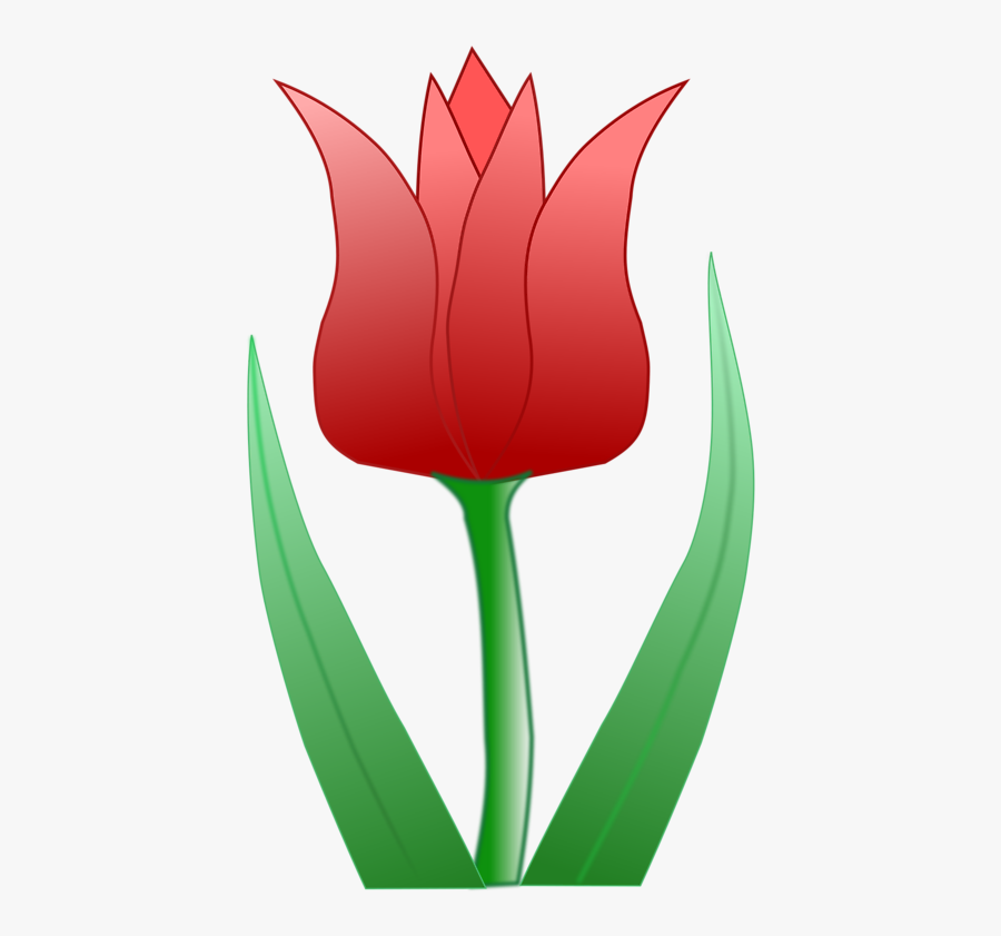 Computer Wallpaper,plant,flower - Tulipa Clipart , Free Transparent ...