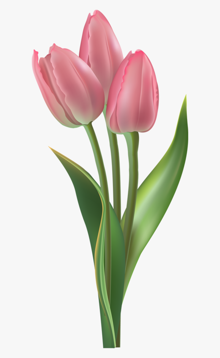 Tulip Transparent Background, Transparent Clipart