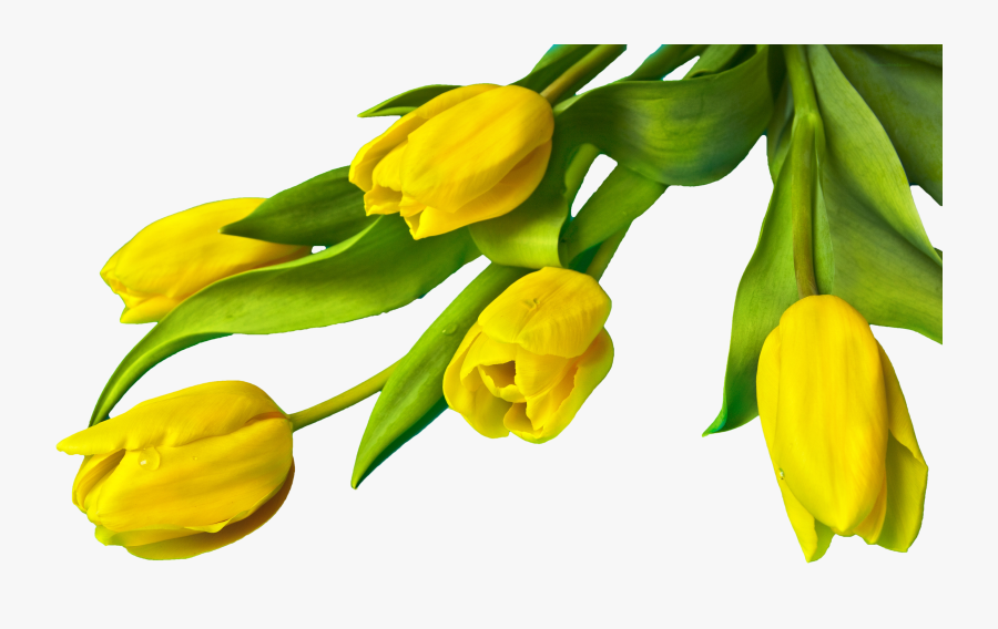 Free Yellow Easter Tulips Png Image - Yellow Tulip Flower Png, Transparent Clipart