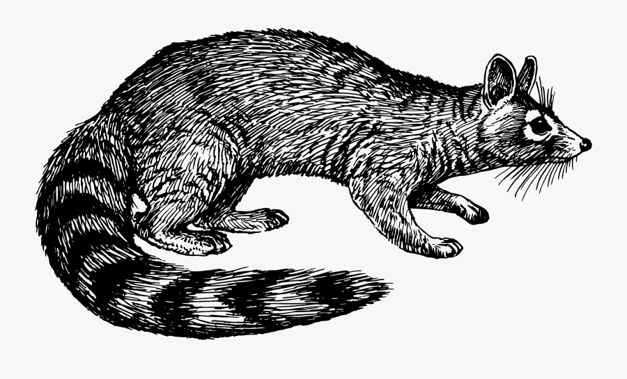 Ringtail Cat Png, Transparent Clipart