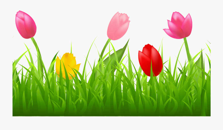 Grass With Colorful Tulips Png Clipart Spring Pinterest - Transparent Background Tulips Clipart, Transparent Clipart
