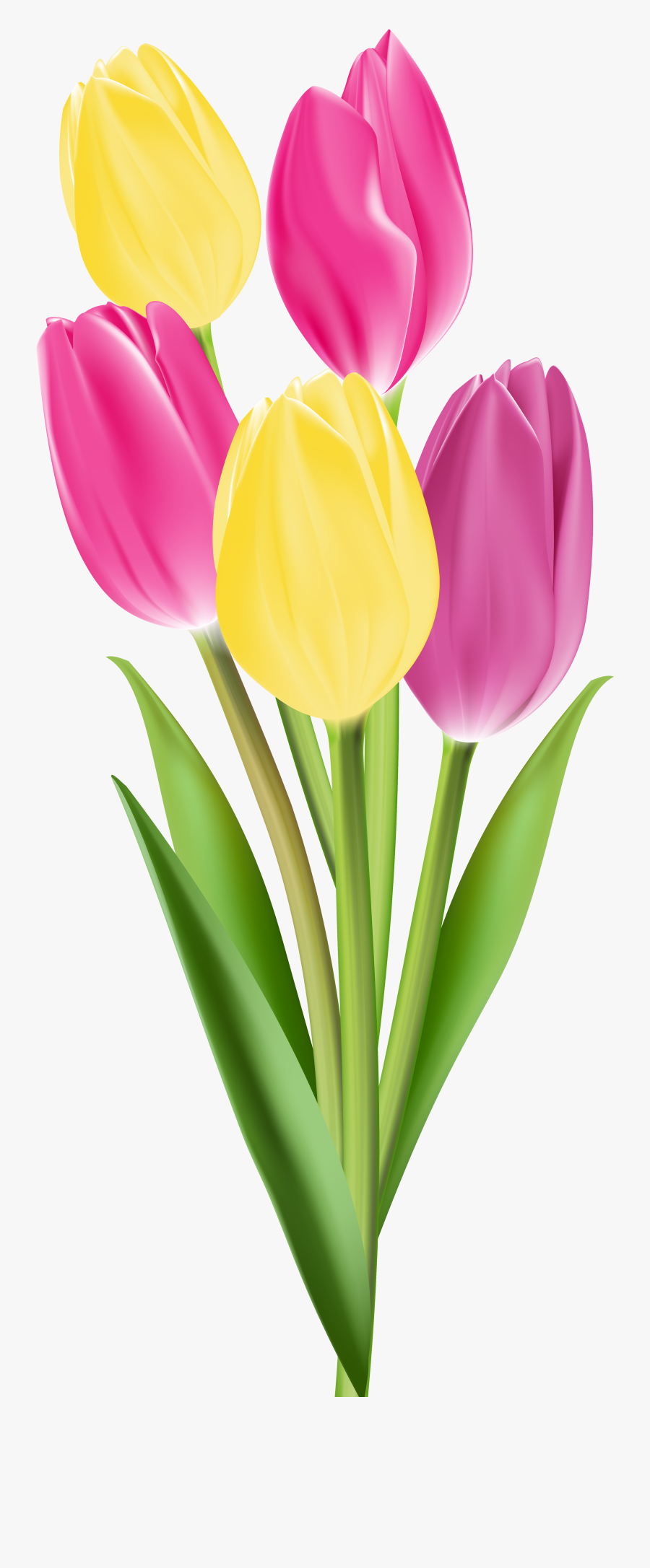 Tulip Flower Hd Png, Transparent Clipart