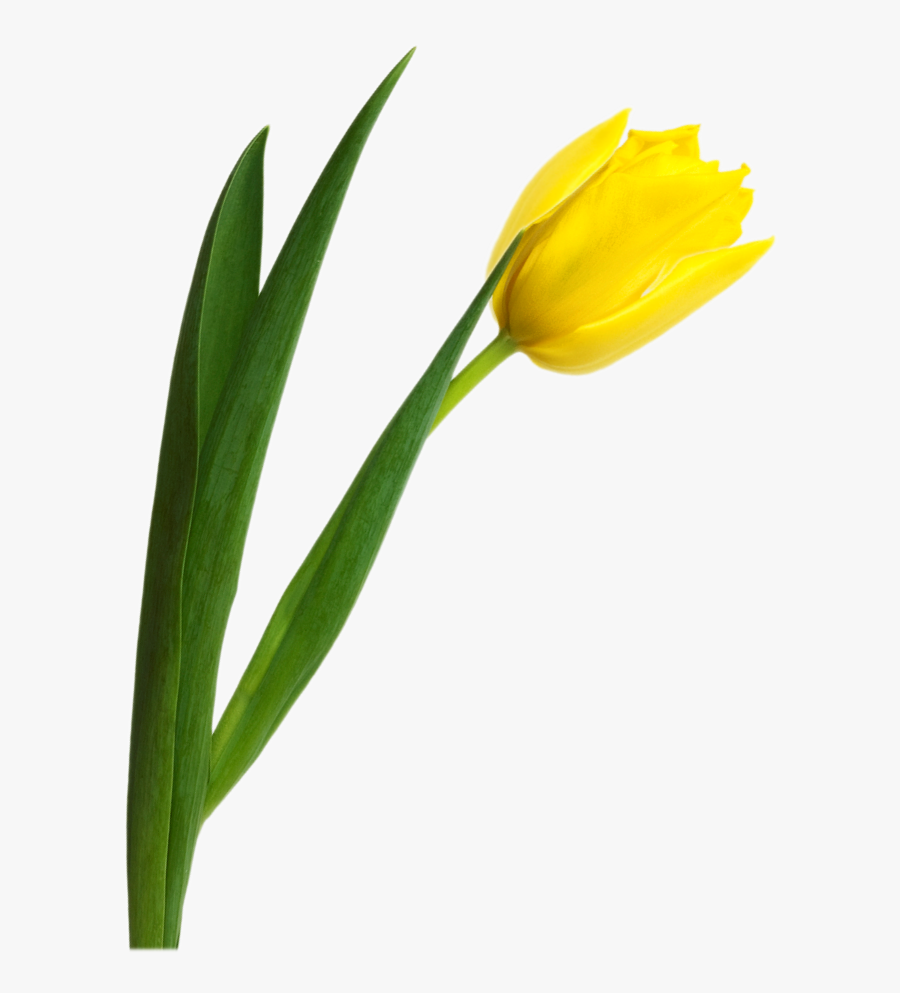 Transparent Tulips Clipart - Yellow Tulips No Background, Transparent Clipart