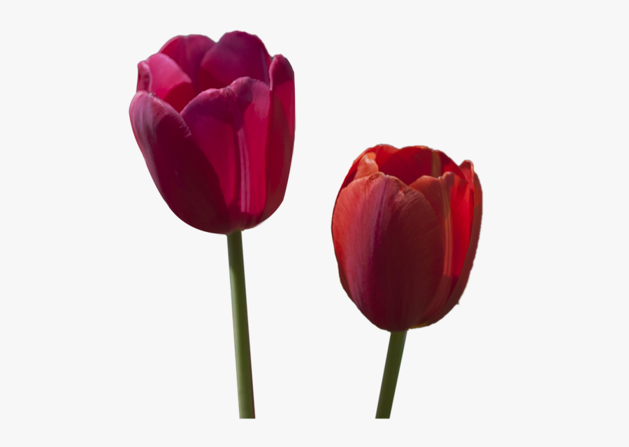 Tulipanes Rojos Pintados En Oleo En Grande, Transparent Clipart