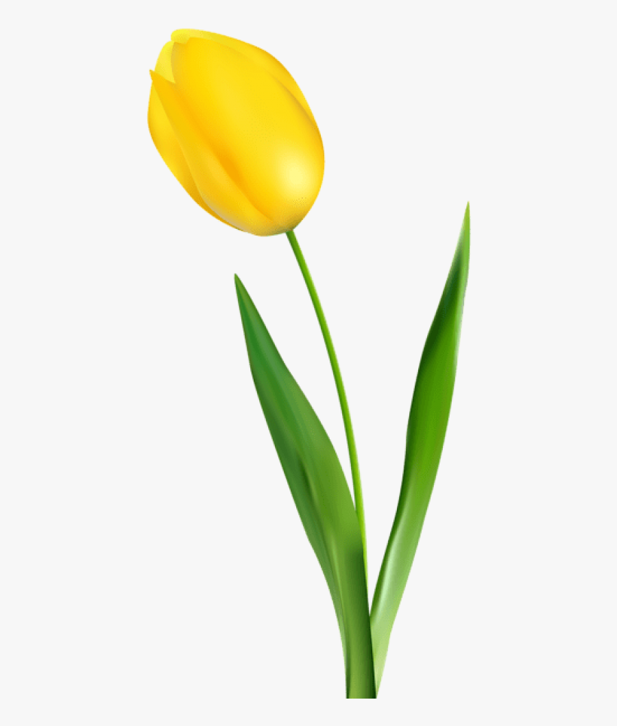 Free Png Yellow Tulip Transparent Png Images Transparent - Yellow Tulip Flower Png, Transparent Clipart