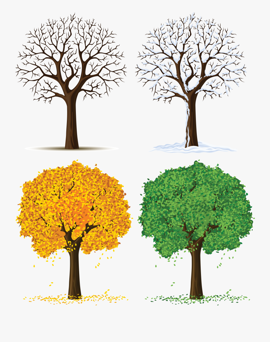 Tree Through The Seasons Clipart - Tree Changes During Seasons, Transparent Clipart