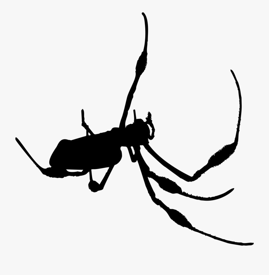 Upside Down Spider - Insect, Transparent Clipart