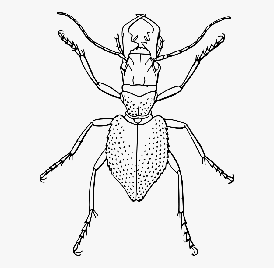 Beetle Drawing Line Art Spider Ant Cc0 - Manticora Tuberculata, Transparent Clipart