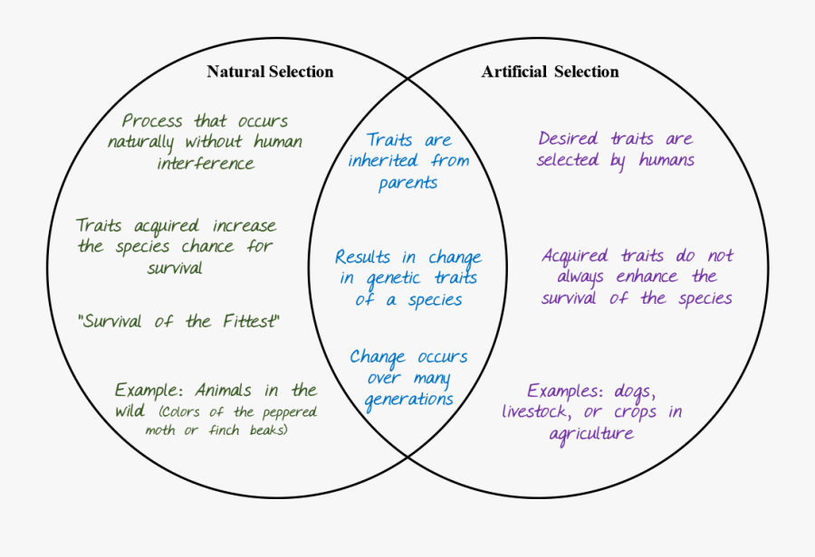 [DIAGRAM] Venn Diagram Natural And Artificial Selection - MYDIAGRAM.ONLINE