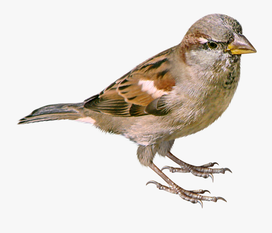 Sparrow Png, Transparent Clipart
